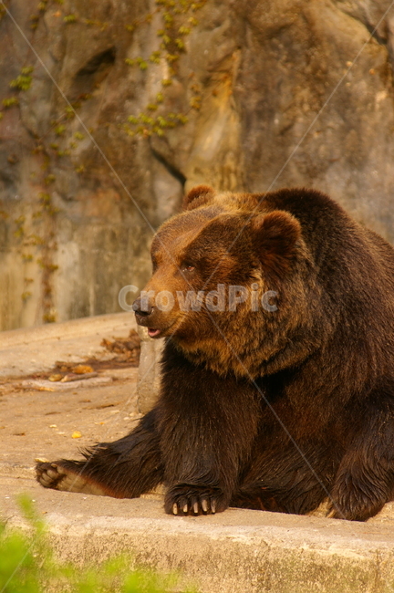 곰,동물,bear,animal,포유류,야생동물,동물,animal,포유류,mammal