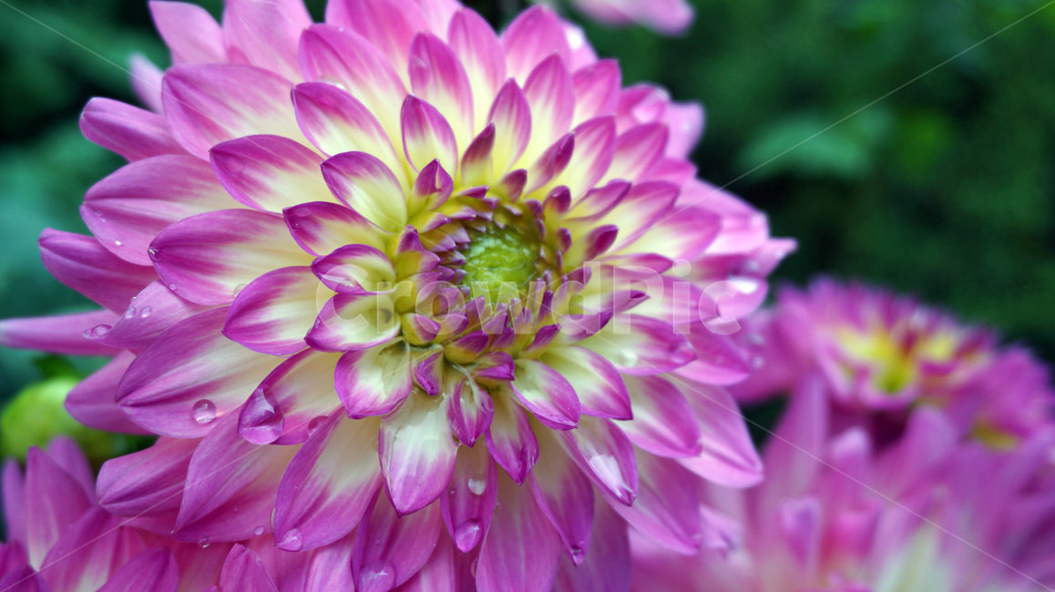 꽃,이슬,봄,flower,자연,개화,spring,봄,계절,spring,season,식물,자연,plants,nature,꽃,flower,dahlia,달리아,plant,blossom