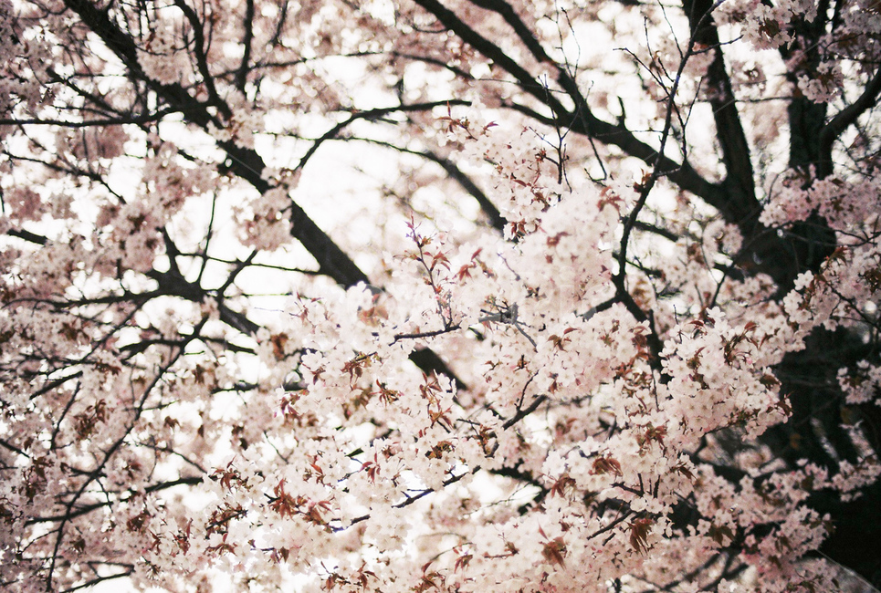 봄,꽃,벚꽃,필름,아날로그,감성,자연,풍경,sring,flower,film,analog,nature,ladnscpae,봄,계절,spring,season,식물,자연,plants,nature,꽃,flower,plant,blossom