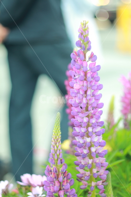 꽃,봄꽃,식물,flower,spring,봄,계절,spring,season,식물,자연,plants,nature,꽃,flower,plant,blossom