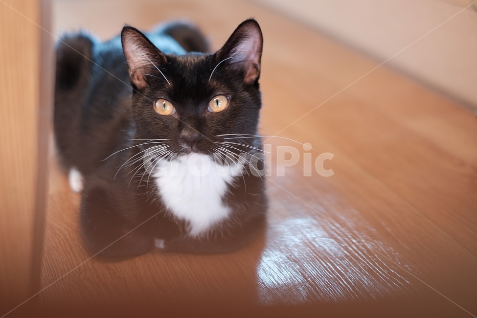 고양이,검은고양이,검은고양이네로,cat,blackcat,동물,animal,포유류,mammal,고양이,cat,kitten,kitty