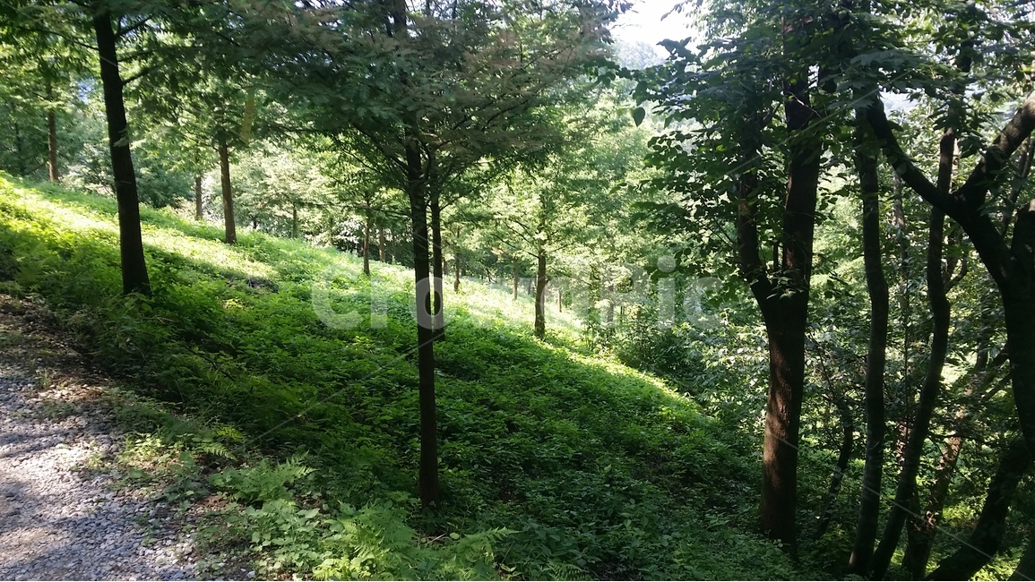 자연,산,나무,비탈,숲,자연,풍경,nature,landscape,tree,plant,식물,vegetation,초목