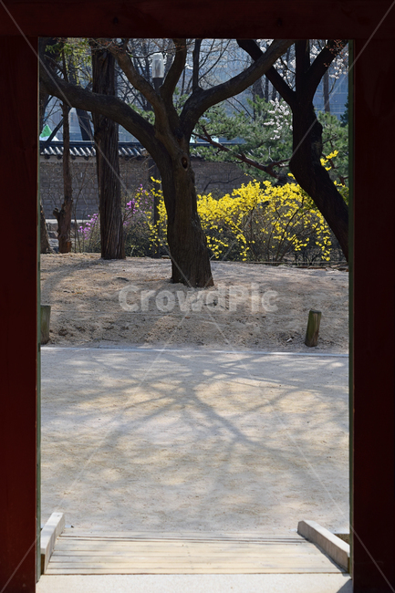 덕수궁,전통문화,한국문화,문화재,한옥,실외,지역명소,building,건물,architecture,건축물,하늘,처마,사적,개나리,꽃,봄,문,plant,식물,treetrunk,나무줄기,tree,나무