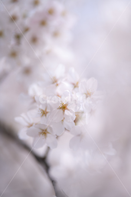 벚꽃,봄,사쿠라,벚꽃나무,꽃,봄꽃,봄,계절,spring,season,식물,자연,plants,nature,꽃,flower,plant,blossom,cherry blossom