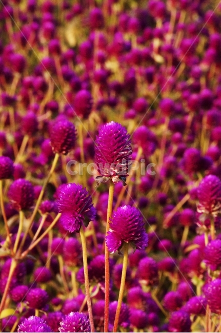 천일홍,꽃축제,꽃길,식물,자연,식물,자연,plants,nature,꽃,flower
