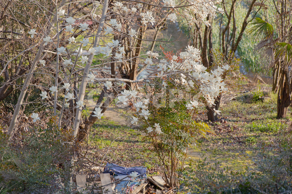 tree,나무,plant,식물,나무줄기