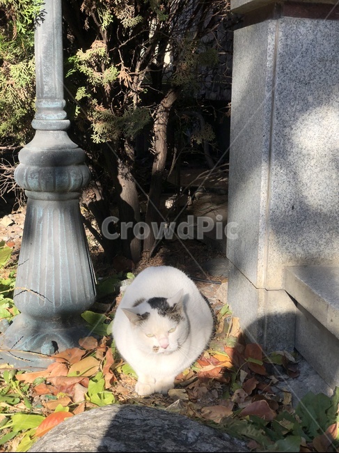 고양이,공물,길고양이,점박이,cat,동물,animal,포유류,mammal,고양이,cat,kitten,kitty