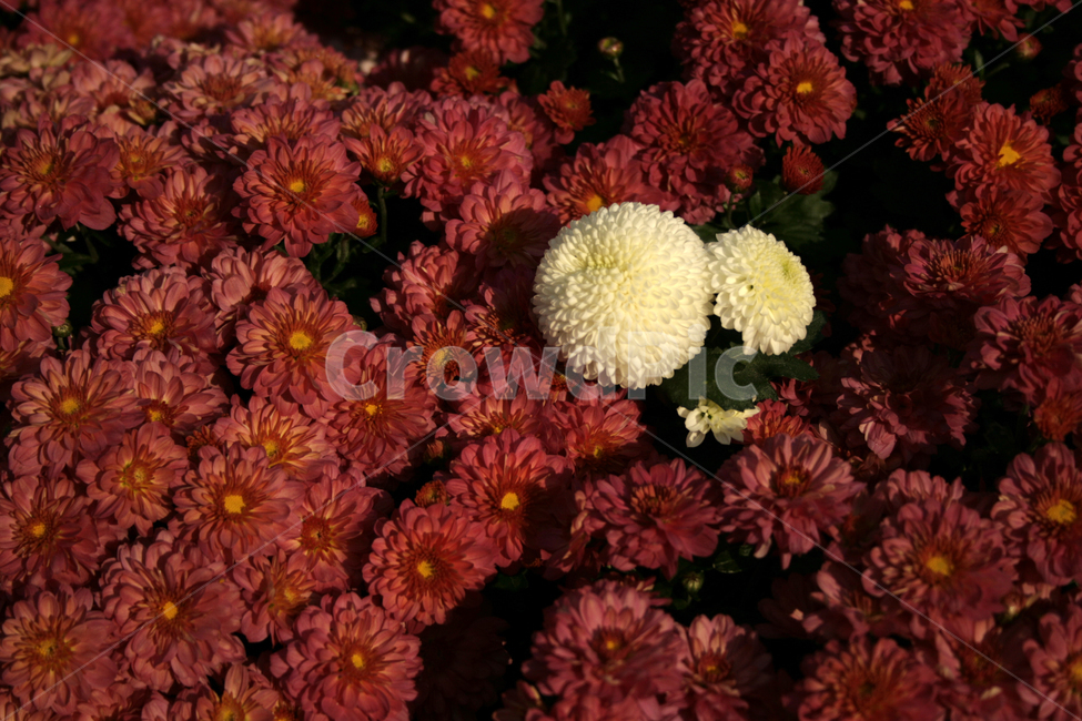 국화,꽃,가을,color,flower,식물,자연,plants,nature,꽃,flower