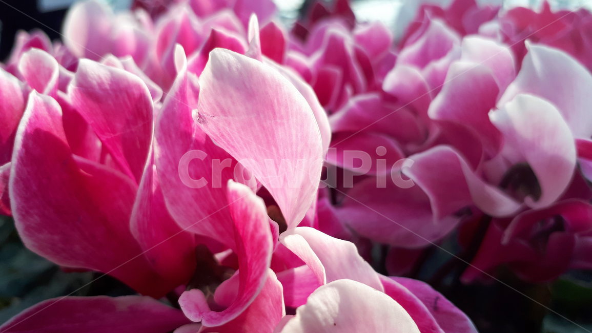 시크라멘,꽃,plant,식물,봄,flower,blossom,식물,자연,plants,nature,꽃,flower