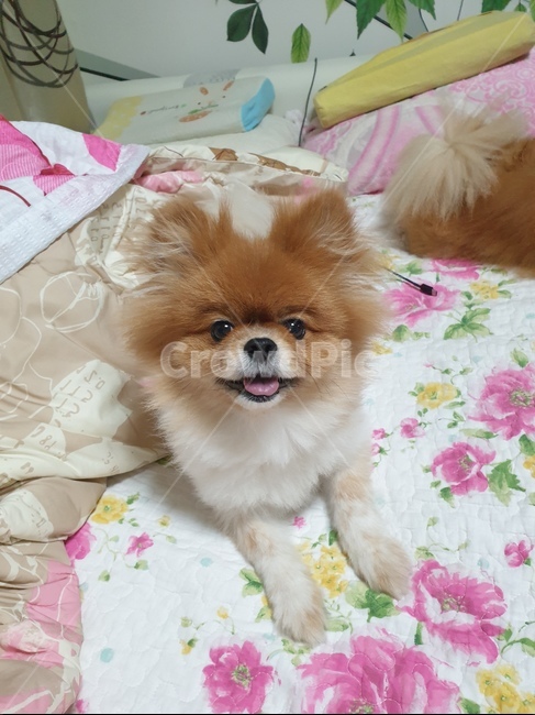 강아지,반려견,개,포메라니안,동물,동물,animal,포유류,mammal,개,강아지,dog,doggy