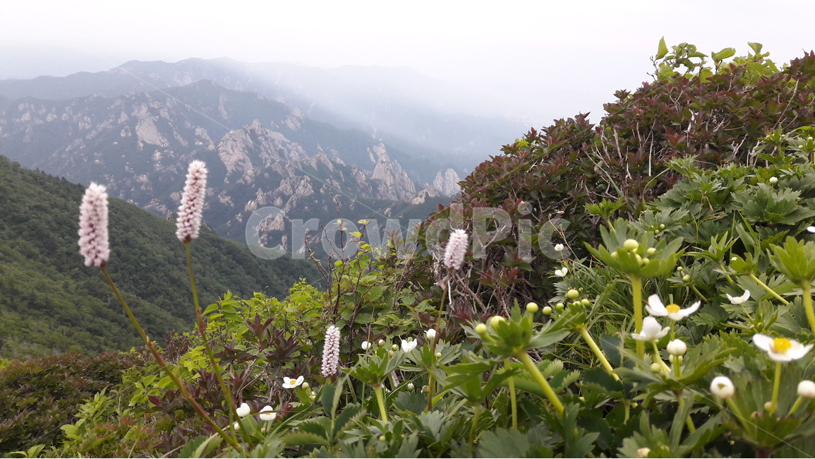 설악산,공룡능선,범꼬리,1275봉,범봉,자연,풍경,nature,landscape,한국자연풍경,한국자연경관,korea nature landscape,slope,경사,outdoors,옥외