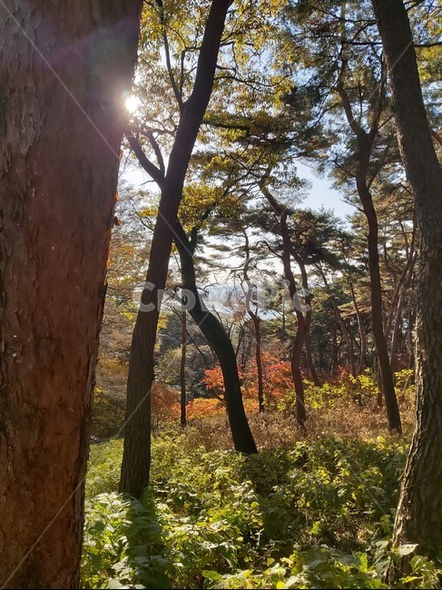 산,부소산,나무,단풍,가을,가을산
