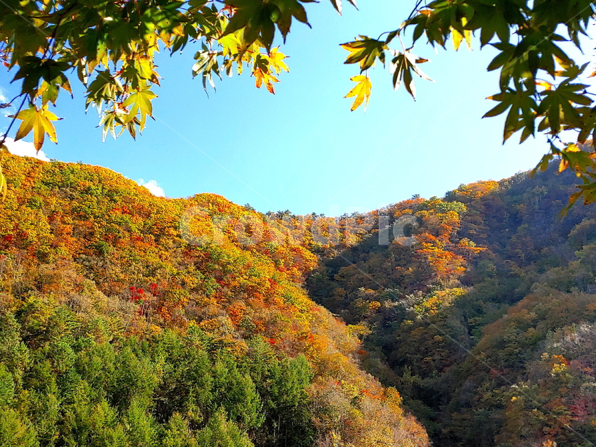 단풍,가을,산,나무,붉은단풍,가을,계절,fall,autumn,season,자연,풍경,nature,landscape,leaf,잎,plant,식물,outdoors,옥외,tree