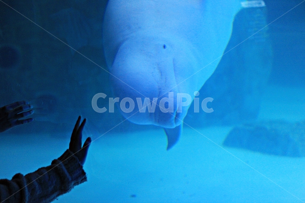 whale,Dolphin,background,mammalia,water,aquarium