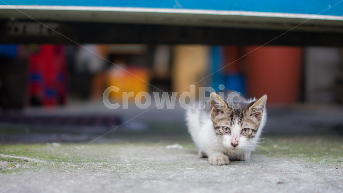 고양이,길고양이,고양이새끼,새끼고양이,포유류,동물,반려동물,애완동물,cat,pet,animal,mammal,kitten,kitty,동물,animal,포유류,mammal,고양이,cat,kitten,kitty