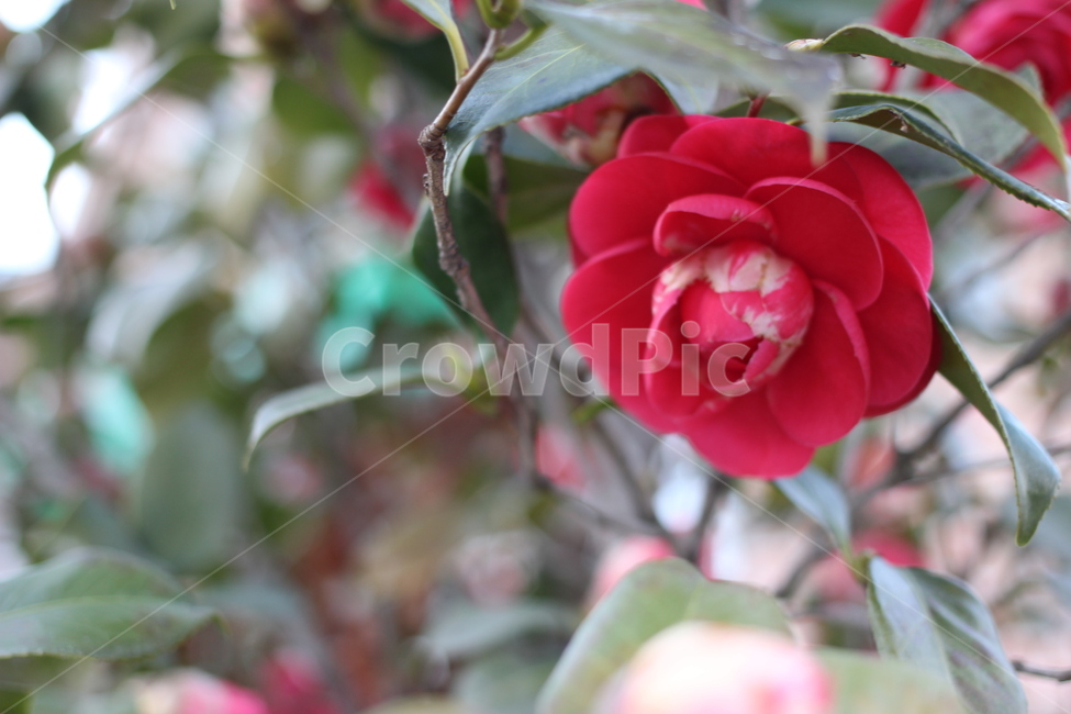 동백꽃,꽃,빨간꽃,여백있는배경,정원,겨울꽃,식물,자연,plants,nature,꽃,flower