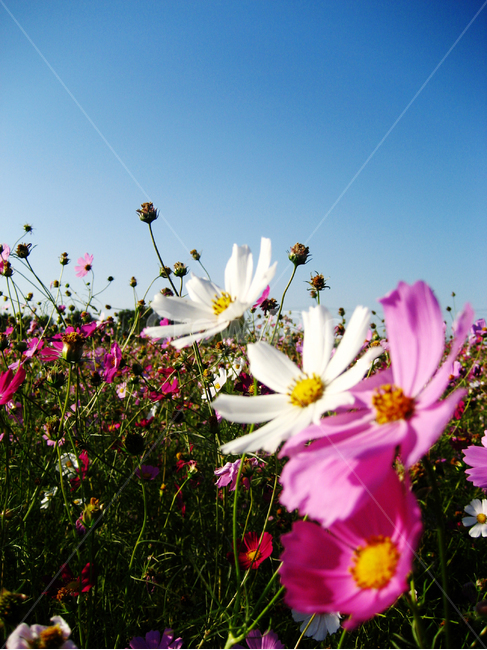 코스모스,가을,파란하늘,분홍꽃,예쁜꽃,fall,autumn,bluesky,plant,식물,식물,자연,plants,nature,꽃,flower