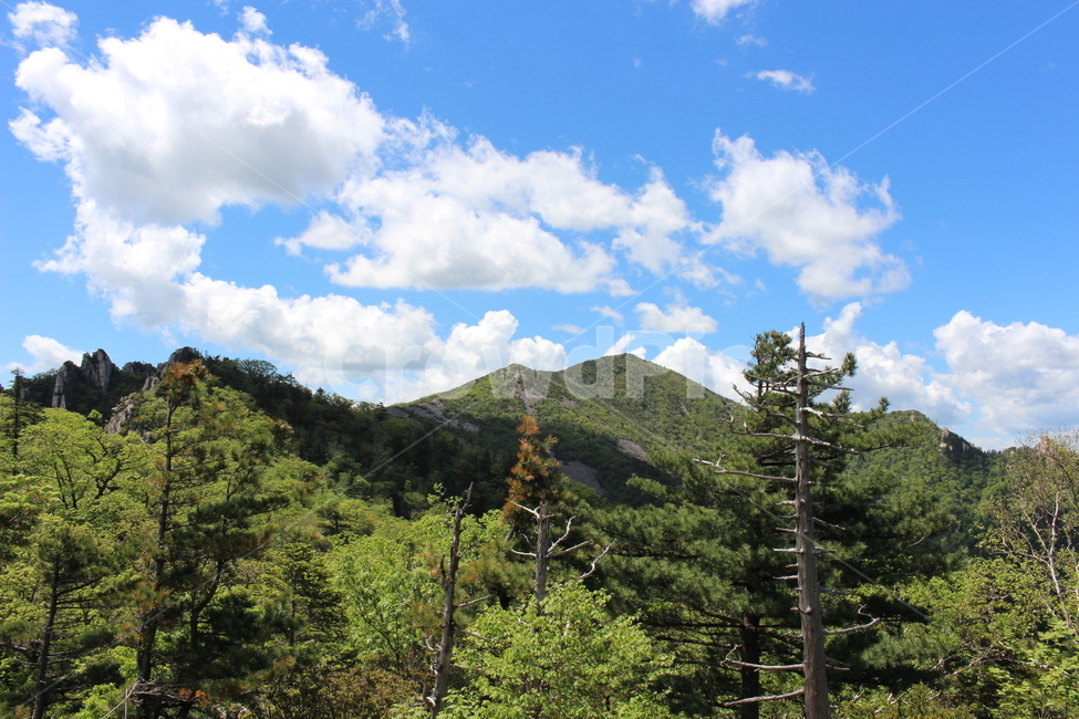 plant,식물,tree,나무,등산,산,설악산,파란하늘,하늘,구름,mountain,자연,풍경,nature,landscape