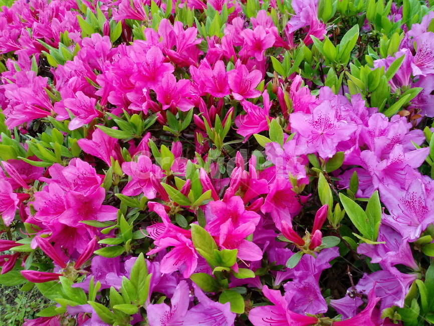 영산홍,진달래과,映山紅,상록관목,관상용,붉은색꽃,봄꽃,식물,분홍색꽃