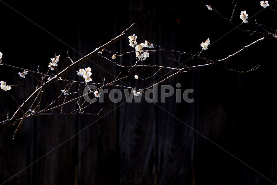 순천,선암사,고매,선암매,사찰,봄,계절,spring,season,식물,자연,plants,nature,꽃,flower