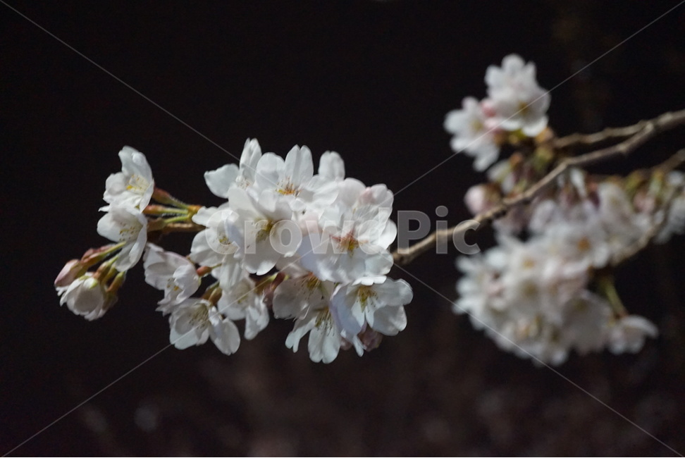 봄,벚꽃,spring,cherryblosson,flower,꽃,봄,계절,spring,season,식물,자연,plants,nature,꽃,flower,plant,blossom