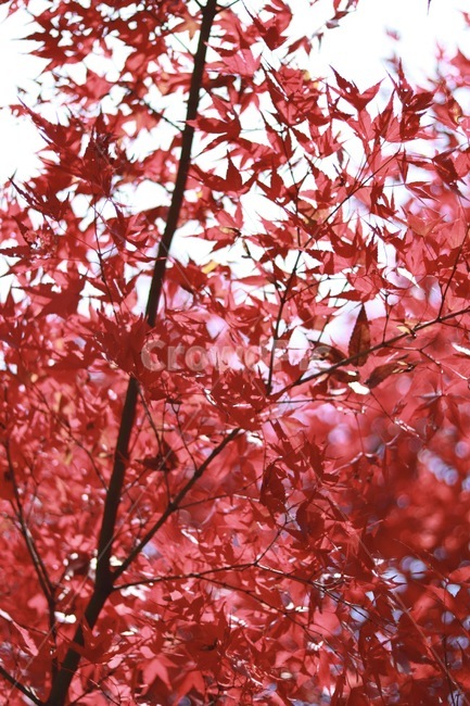 단풍,빨간색,나무,햇살,자연,자두색,크림슨색,가을,계절,fall,autumn,season,plant,식물,leaf,잎,tree,maple