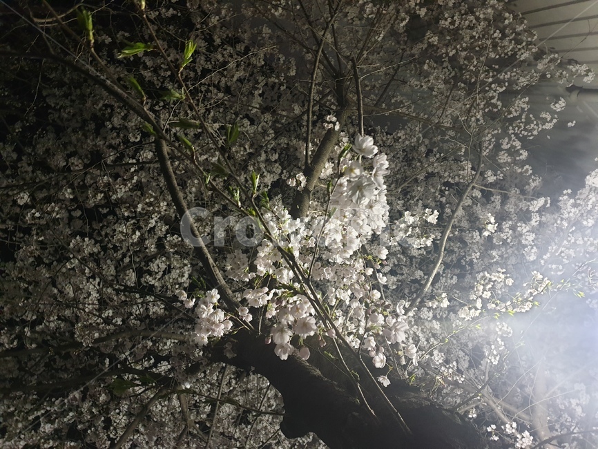 꽃,봄,분홍,배경,야경,벚꽃,밤,spring,풍경,night