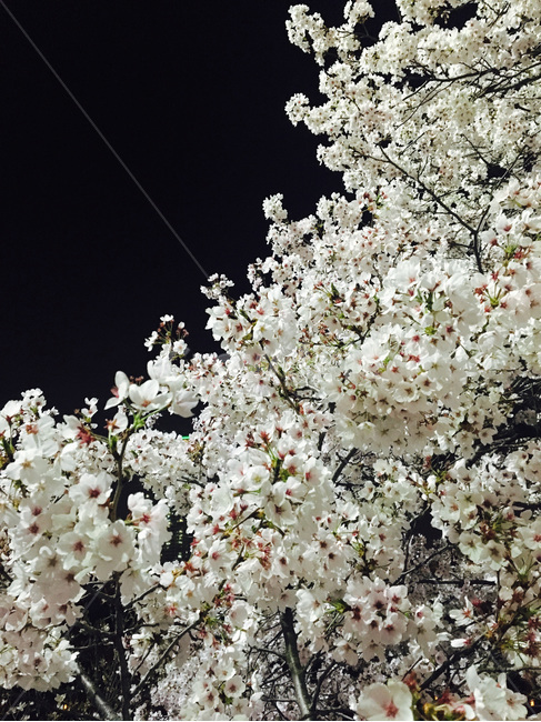 야경,벚꽃,벚꽃야경,cherryblossoms,nightview,식물,자연,plants,nature,꽃,flower