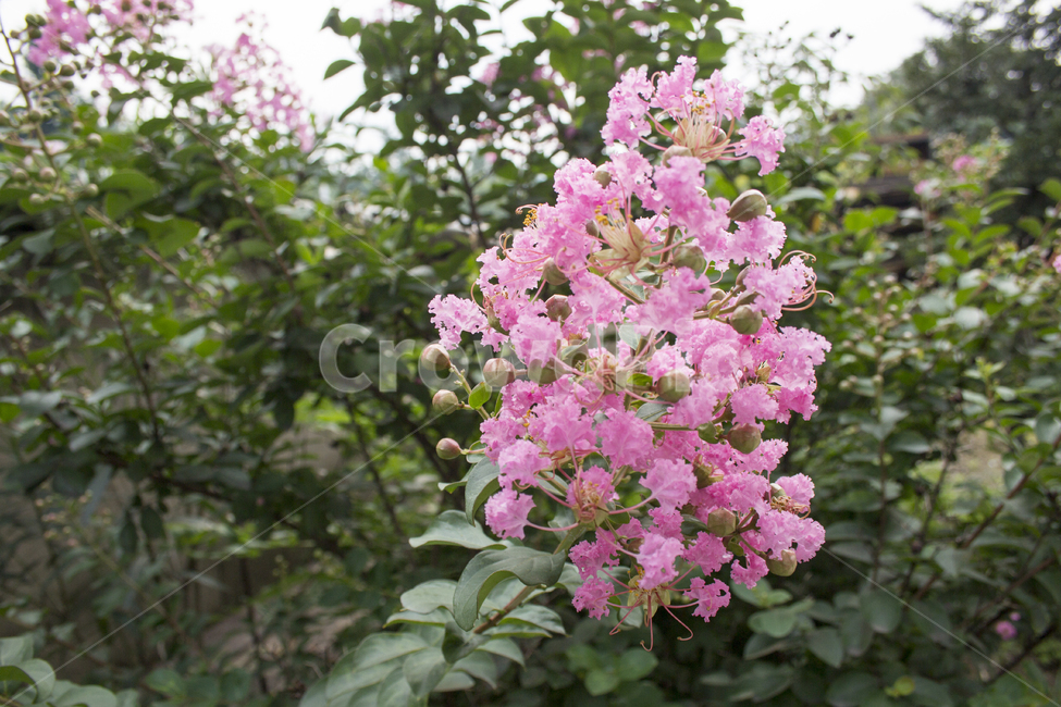 배롱나무,꽃,자연,flower,plant,식물,식물,자연,plants,nature,꽃,flower