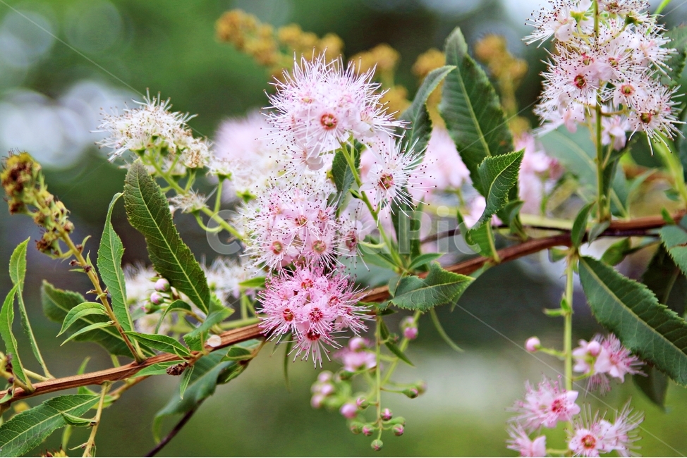 꽃,여름꽃,꼬리조팝나무,spiraeasalicifolia,낙엽관목,나무,야생화,푸르름,여름,8월,flower,tree,식물,쌍떡잎식물,식물,자연,plants,nature,꽃,flower
