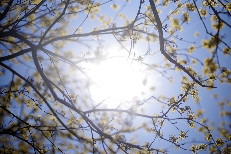 빛,태양,sun,나무,tree,하늘,sky,blue,구름,cloud,spring,봄,탄생,감성,감성사진,개나리,꽃,flower