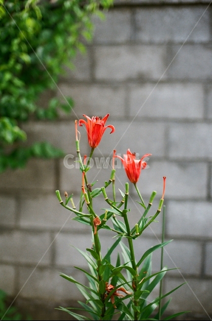 꽃,백합,자연,필름카메라,감성,붉은,붉은꽃,빨간꽃,백합꽃,붉은백합,필카,식물,벽돌,여름