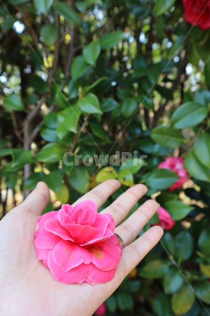 여자손,동백꽃손,손,사람손,hand,동백꽃,꽃,예쁜꽃,쉼,아름다움,자연,풍경,jejuisland,봄,spring,분위기,감성,힐링,feeling,camellia,humanhand,womanhand
