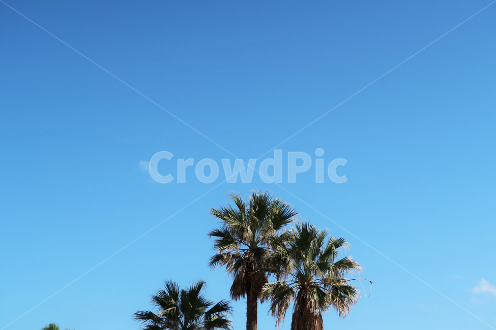 나무,tree,식물,plant,야자수,palmtree,하늘,sky