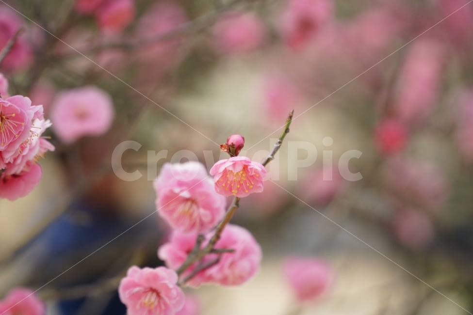 홍매화,꽃,자연,치마,여인,사람,여자,봄,계절,spring,season,식물,자연,plants,nature,꽃,flower,감성,sensible,feeling,plant,blossom
