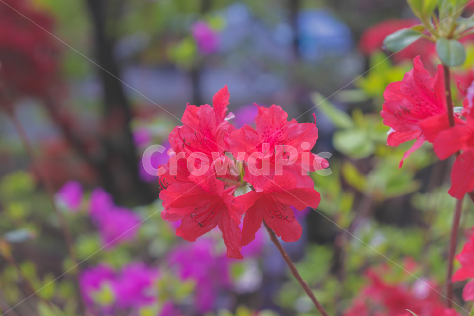 꽃,철쭉,봄,꽃잎,꽃놀이,봄,계절,spring,season,식물,자연,plants,nature,꽃,flower,geranium,제라늄,blossom,plant