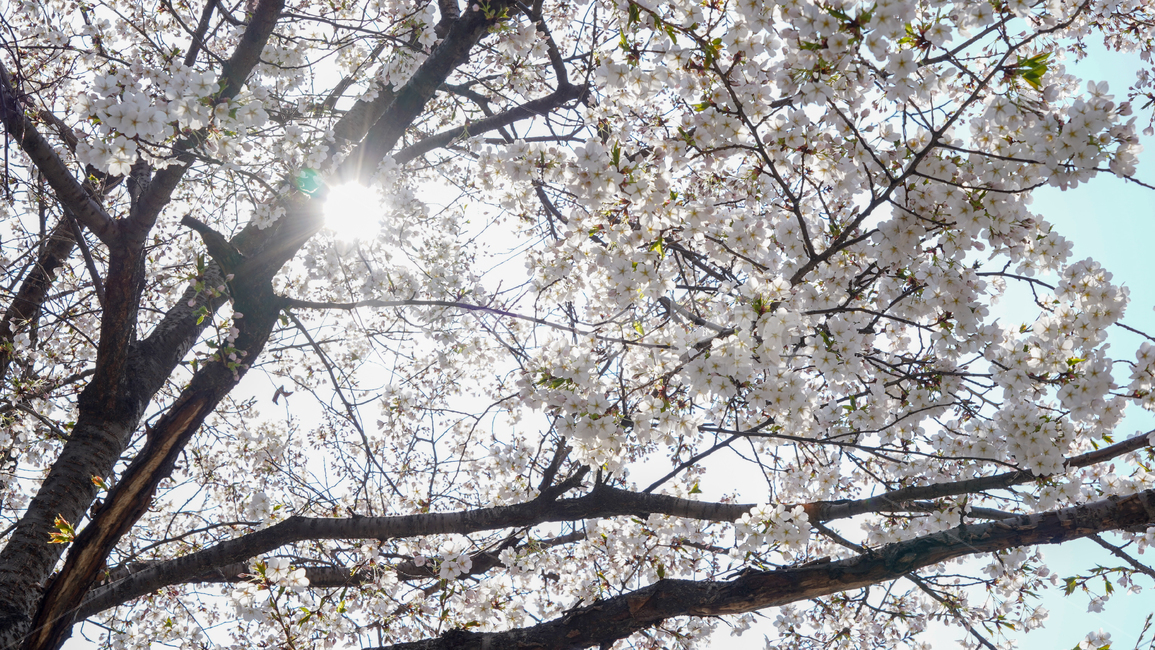flower,봄,꽃,벚꽃,감성,하늘,tree,spring,계절,나무