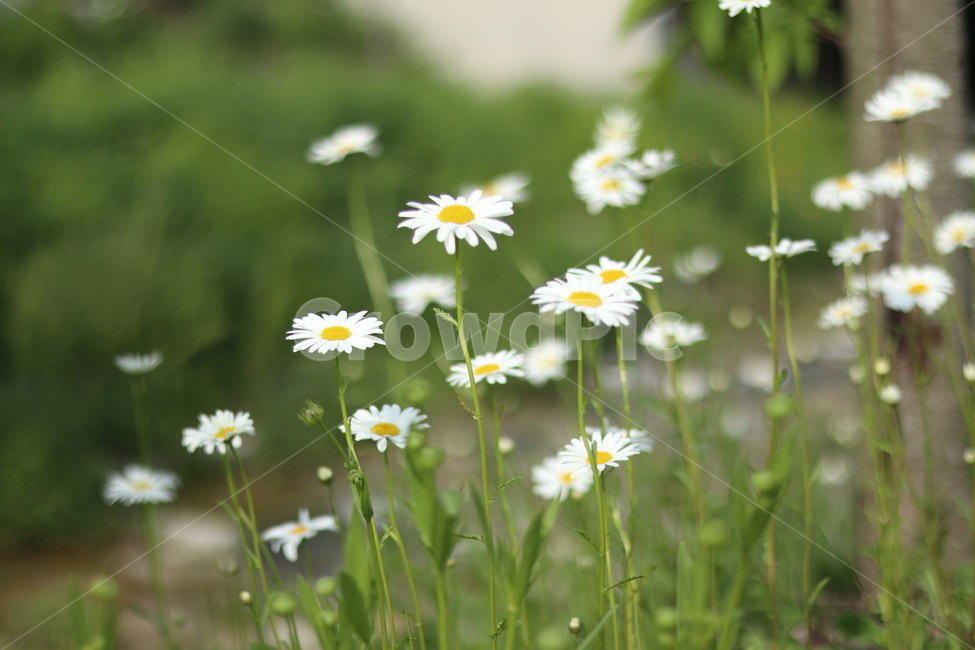 샤스타데이지,흰색,냇가,봄,빛,봄,계절,spring,season,식물,자연,plants,nature,꽃,flower,plant,daisy,데이지,daisies,blossom