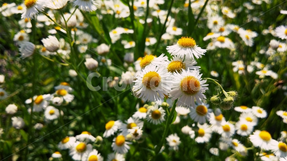 개망초,꽃,들꽃,식물,자연,감성,gaemangcho,flower,wildflower,plants,nature,emotional,식물,자연,plants,nature,꽃,flower
