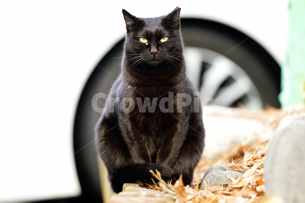 고양이,길고양이,길냥이,야옹이,냐옹이,냥냥이,반려묘,애완묘,반려동물,애완동물,야생동물,펫,캣,동물,animal,포유류,mammal,고양이,cat,kitten,kitty