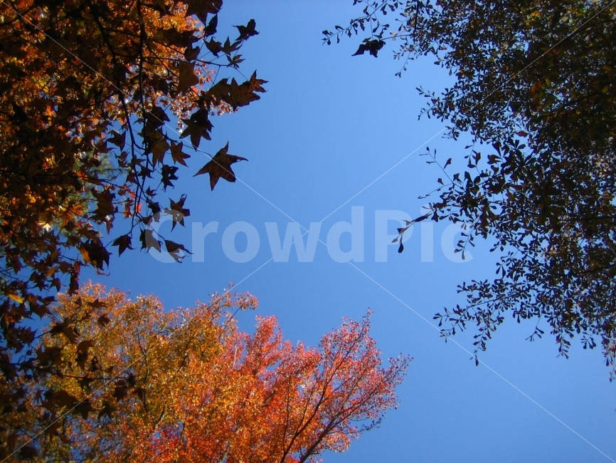 하늘,나무,가을,단풍,아틀란타,자연,풍경,nature,landscape,가을,계절,fall,autumn,season,plant,식물,leaf,잎,tree