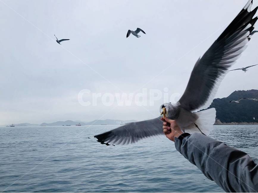 bird,새,animal,동물,flying,나는,동물,animal,조류,새,birds