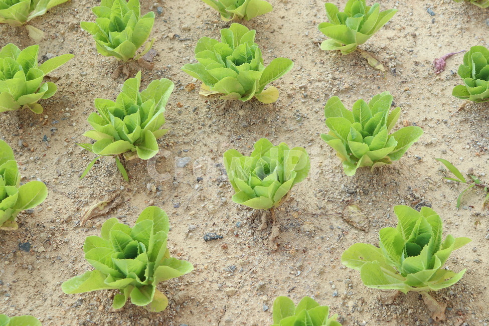 상추,농사,텃밭,풀,수확,싱싱한,신선한,농업,농사,agriculture,farming,farming industry