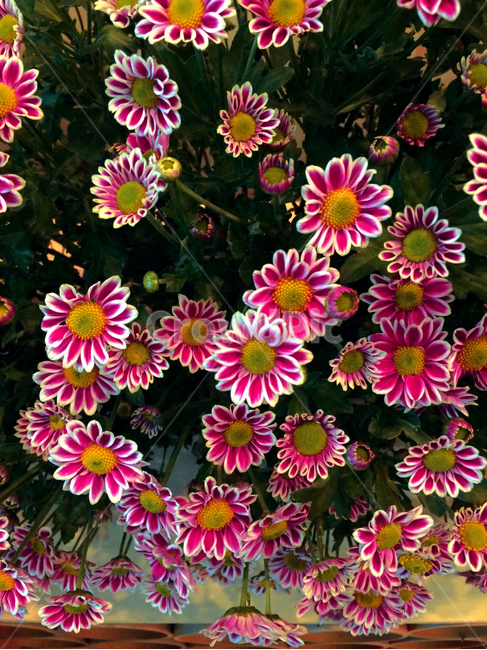 꽃,flower,blossom,식물,plant,노랑,옐로우,그린,녹색,초록색,봄,계절,yellow,green,spring,season,감성,색깔,색감,emotion,sensible,color,화이트,흰색,white