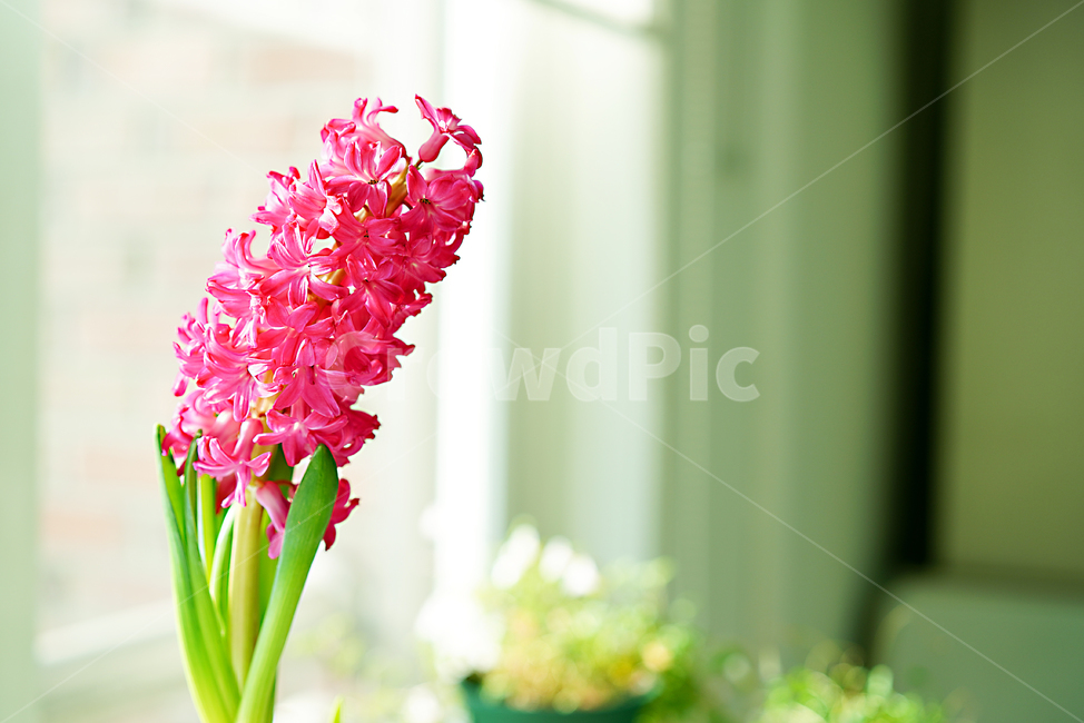 꽃,플라워,식물,생명,생물,핑크,분홍,컬러,color,flower,pink,화분,취미,녹색,그린,꽃,flower,실내용화초,화분,화초,house plant