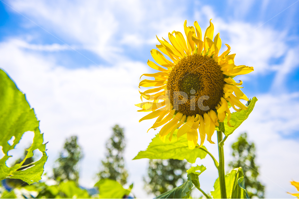 해바라기,꽃,선플라워,꽃밭,해바라기씨,sunflower,황금꽃,여름,계절,summer,season,가을,fall,autumn,식물,자연,plants,nature,꽃,flower,plant,blossom