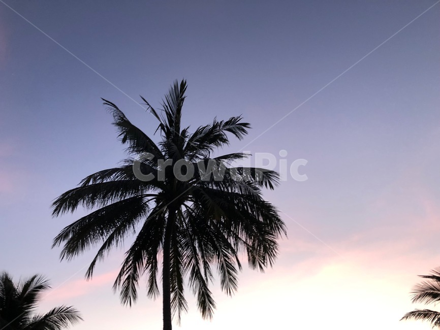 arecaceae,plant,식물,나무,tree,야자수,palmtree,바다,휴가,여름,나무,trees,wood