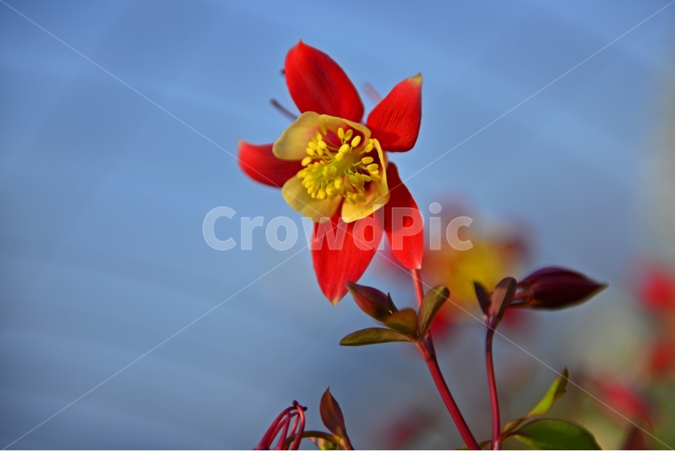blossom,plant,식물,flower,꽃,봄꽃,공원,빨간꽃,꽃봉우리,함박꽃나무,식물,자연,plants,nature,꽃,flower