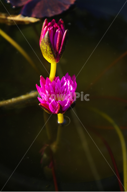 수련,자연,nature,식물,plant,꽃,flower,식물,자연,plants,nature,꽃,flower