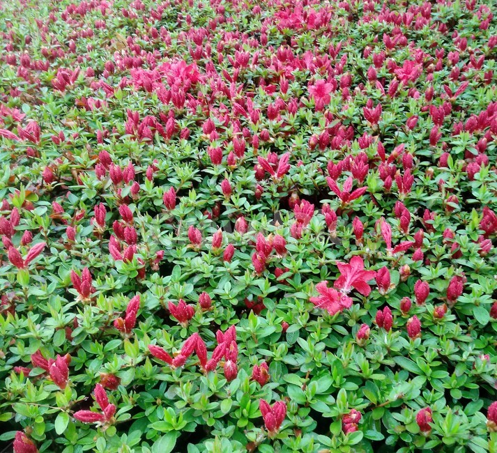 영상홍,진달래과,映山紅,상록관목,관상용,자연,식물,꽃